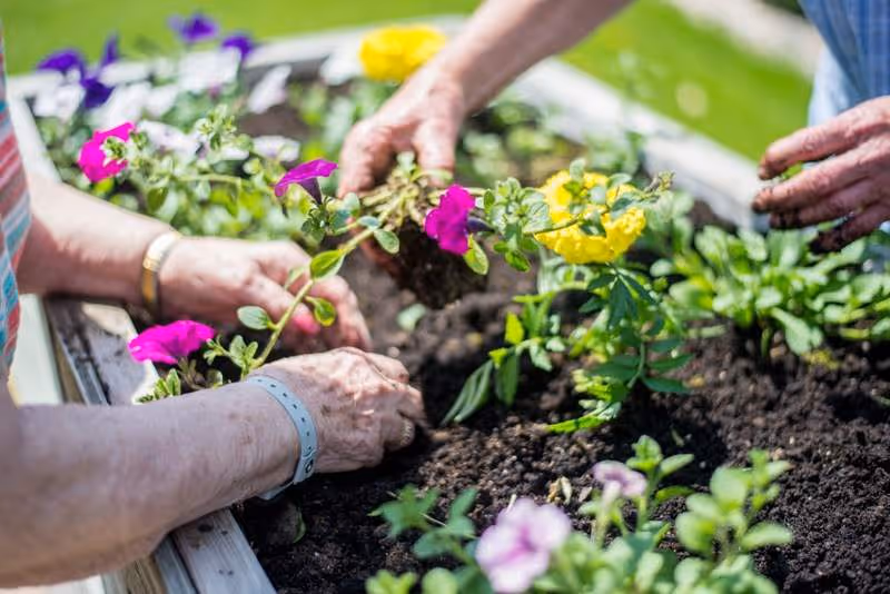 Close-up of elderly hands planting colorful flowers, including purple and yellow blooms, in a raised garden bed filled with soil outdoors.