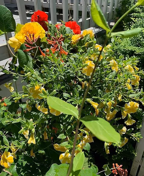 A vibrant garden scene featuring a variety of colorful flowers including yellow and red blooms, with green foliage and a white fence in the background.