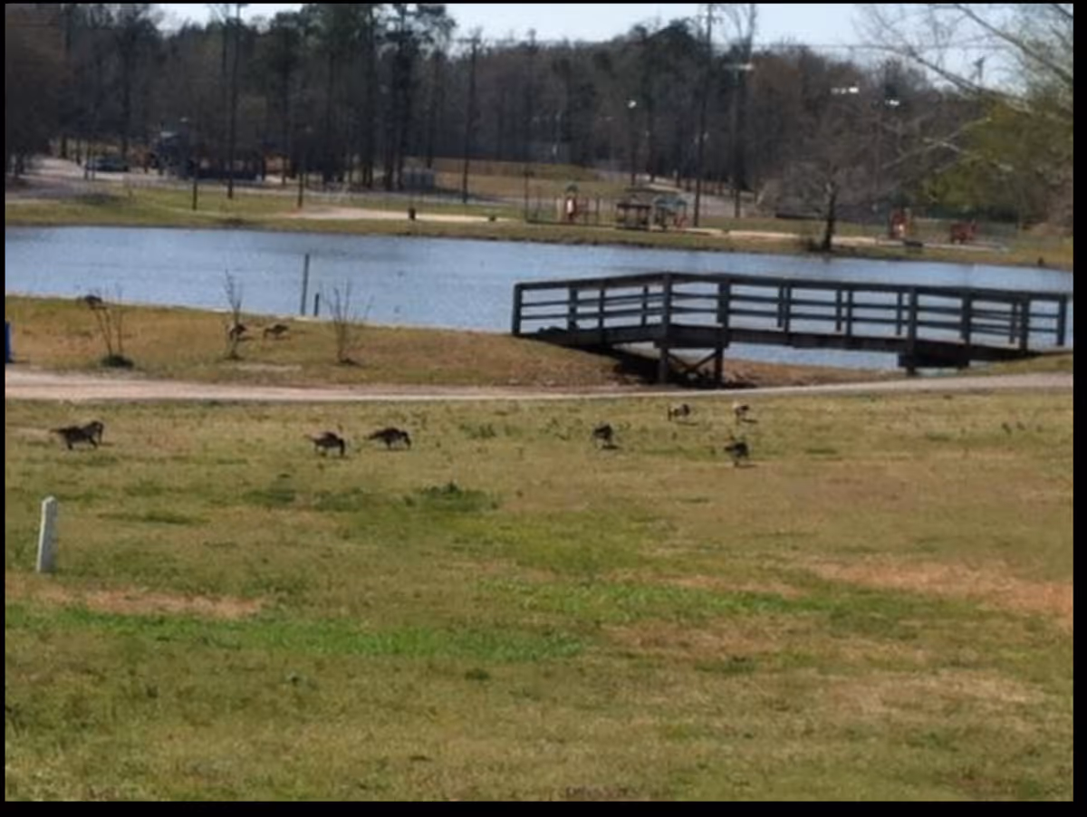 A grassy outdoor area with a small wooden bridge over a body of water. Several ducks are scattered across the grass near the water. Trees and a walking path are visible in the background.