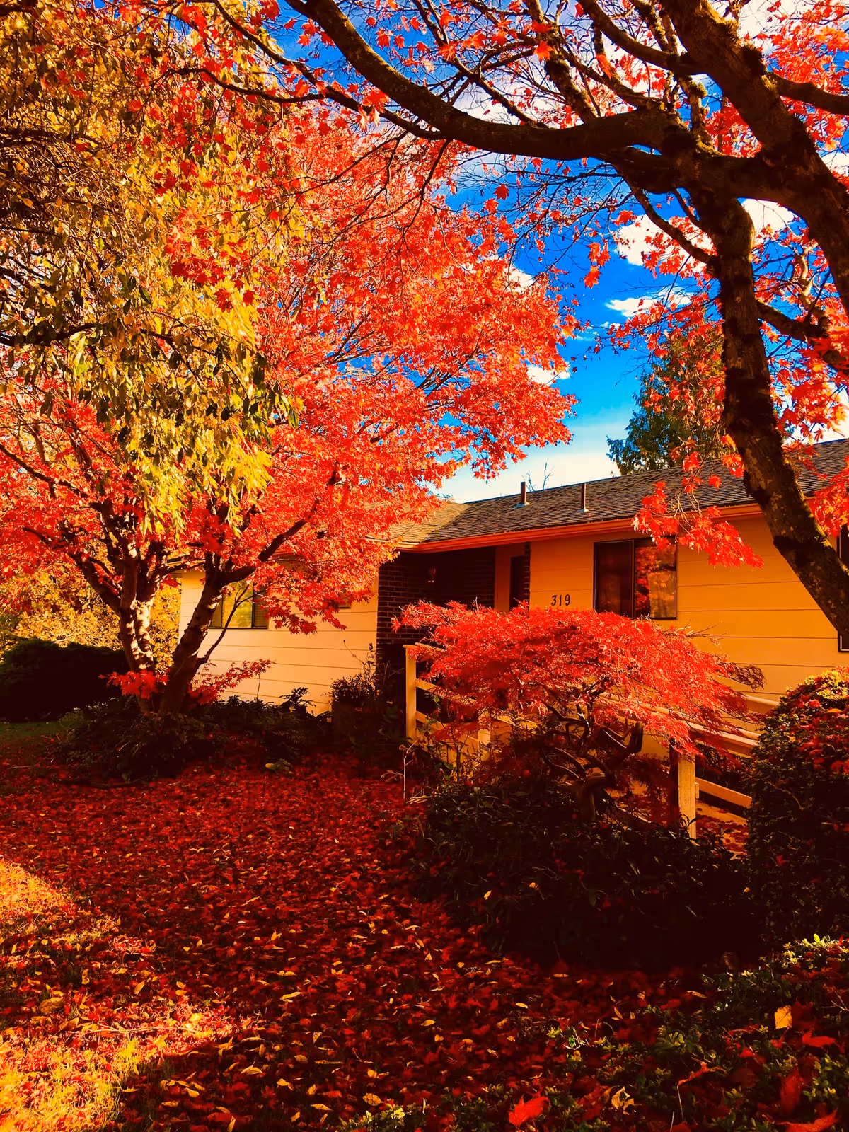 Front of a single-story house surrounded by vibrant red and orange autumn trees and a carpet of fallen leaves.