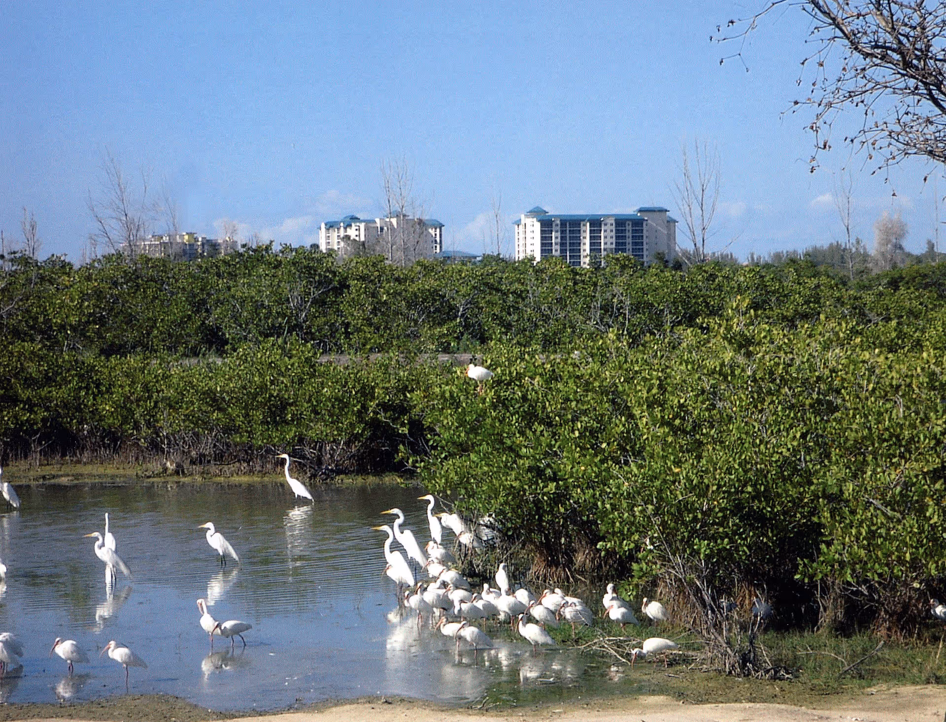 A marsh with white wading birds in shallow water and dense green mangroves, with multi-story buildings on the horizon under a blue sky.