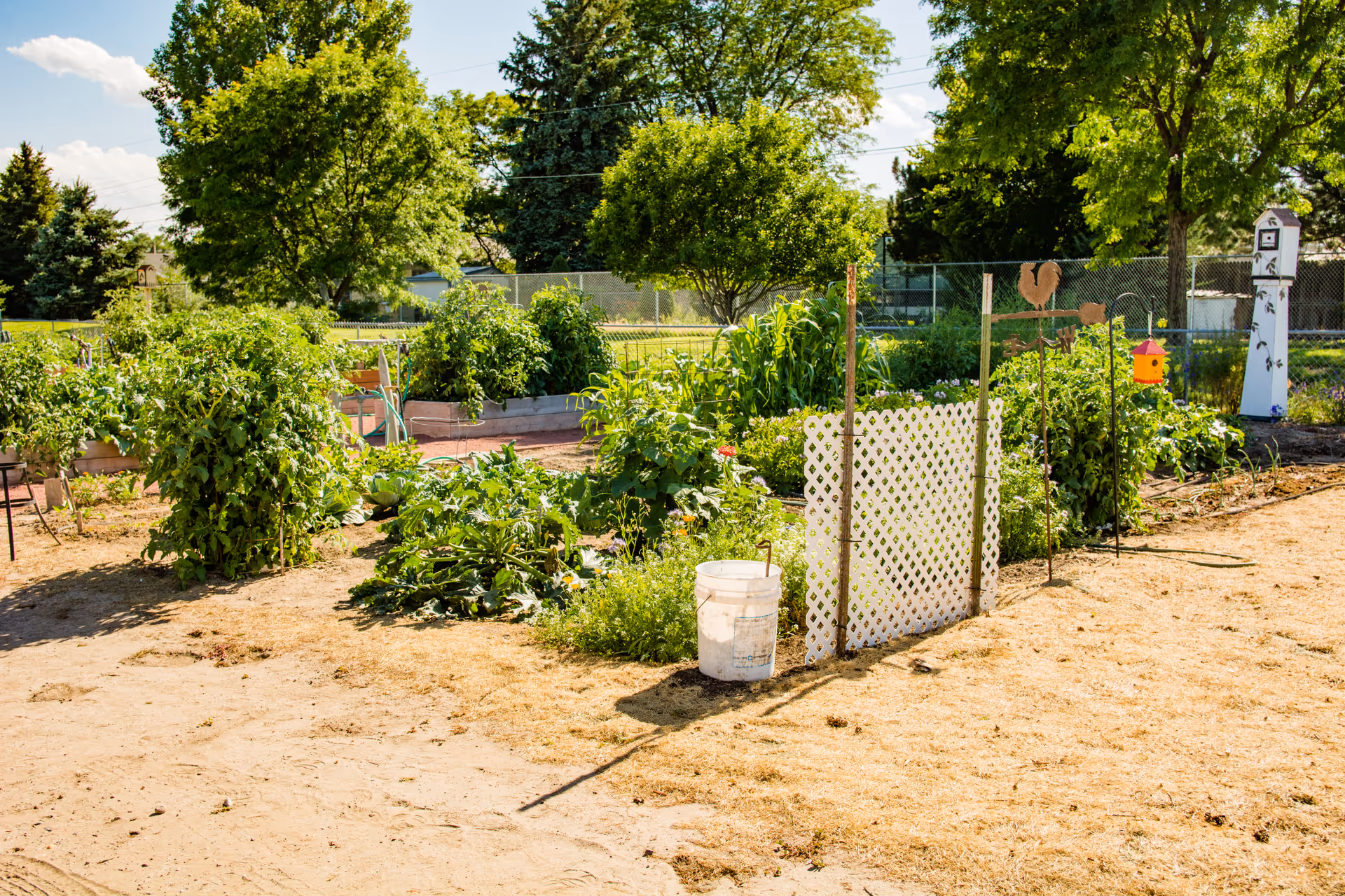 A sunny outdoor garden area with various green plants and vegetables growing in raised beds and soil. There are trees in the background, a white lattice fence section, a white bucket, and a decorative birdhouse on a pole. The garden is surrounded by a chain-link fence.
