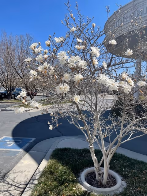 A small tree with white blossoms planted in a circular concrete planter near a parking lot. Several parked cars and leafless trees are visible in the background under a clear blue sky.