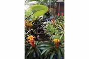 Indoor garden area with lush green plants and colorful bromeliads surrounding a small cascading water feature made of rocks.