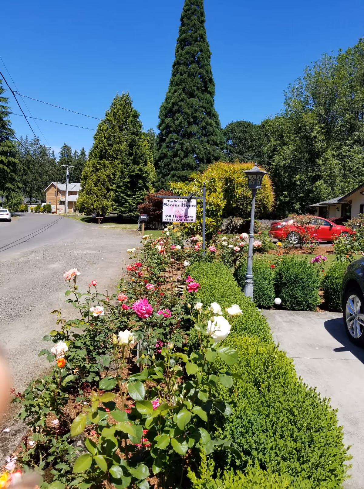 Front yard of a senior home with a rose garden, lamp post, driveway and a sign for The White Piano Senior Home.