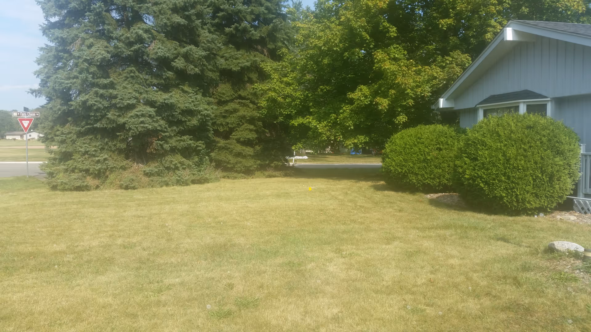 A grassy yard area with a large evergreen tree and a leafy green tree. There are two round bushes next to the side of a light gray building with white trim. A street sign and a yield sign are visible in the background near a road.