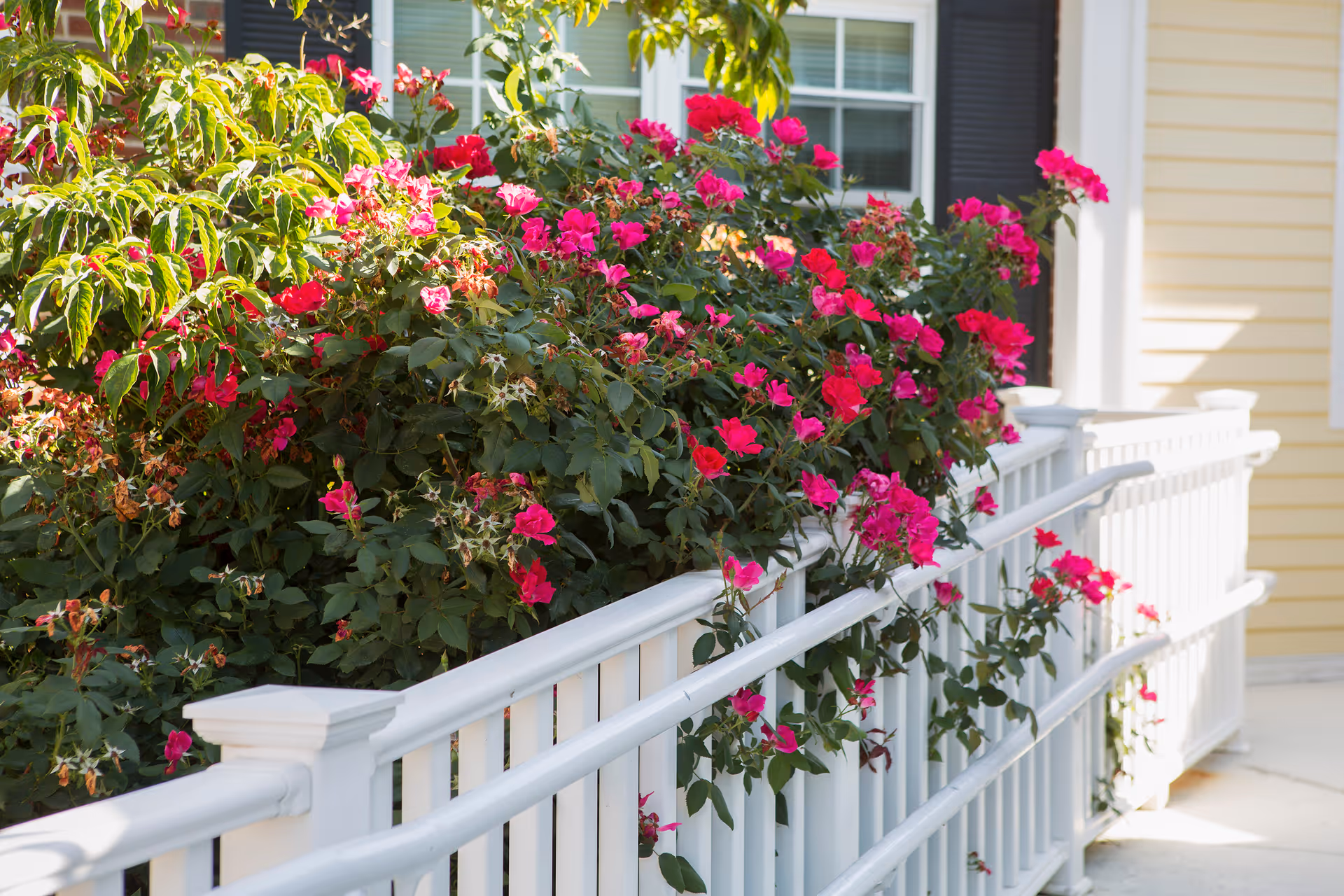 A white wooden railing with bright pink flowers and green foliage growing alongside it, in front of a yellow building with windows and black shutters.