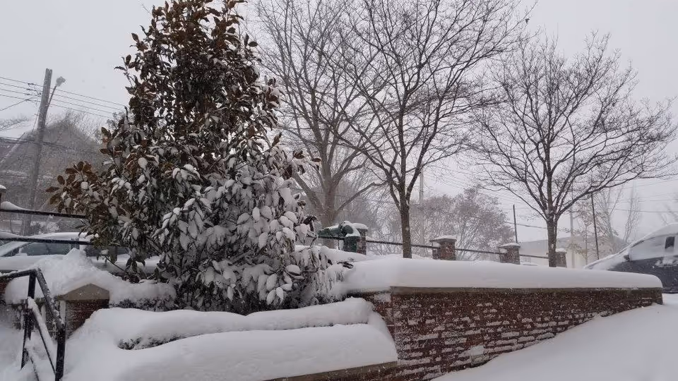 Snow-covered outdoor area with bushes and trees blanketed in snow, a brick wall partially covered in snow, and parked cars in the background during a snowy day.