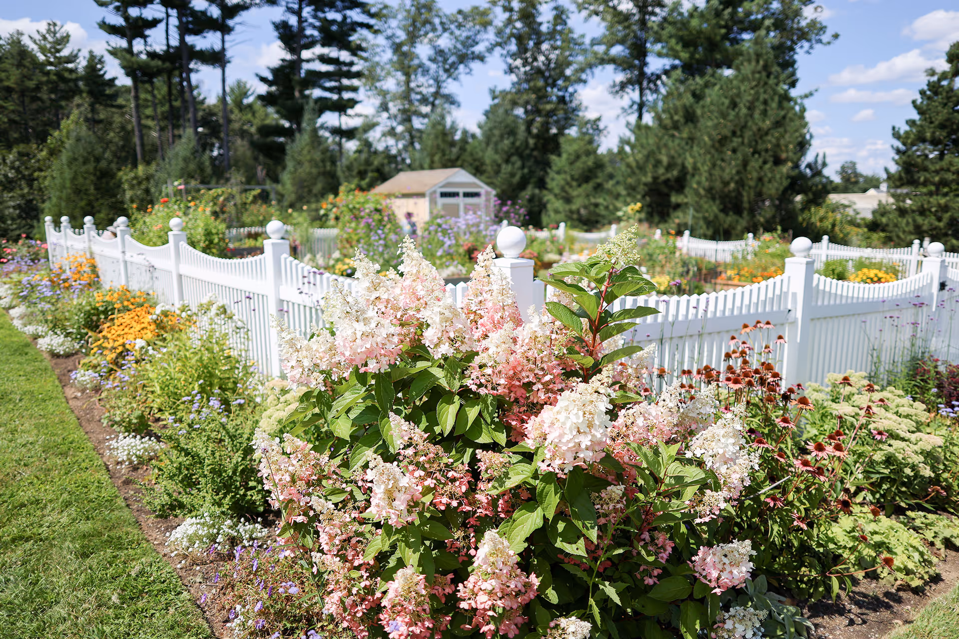 A colorful flower garden with a white picket fence and a small shed surrounded by trees under a blue sky.