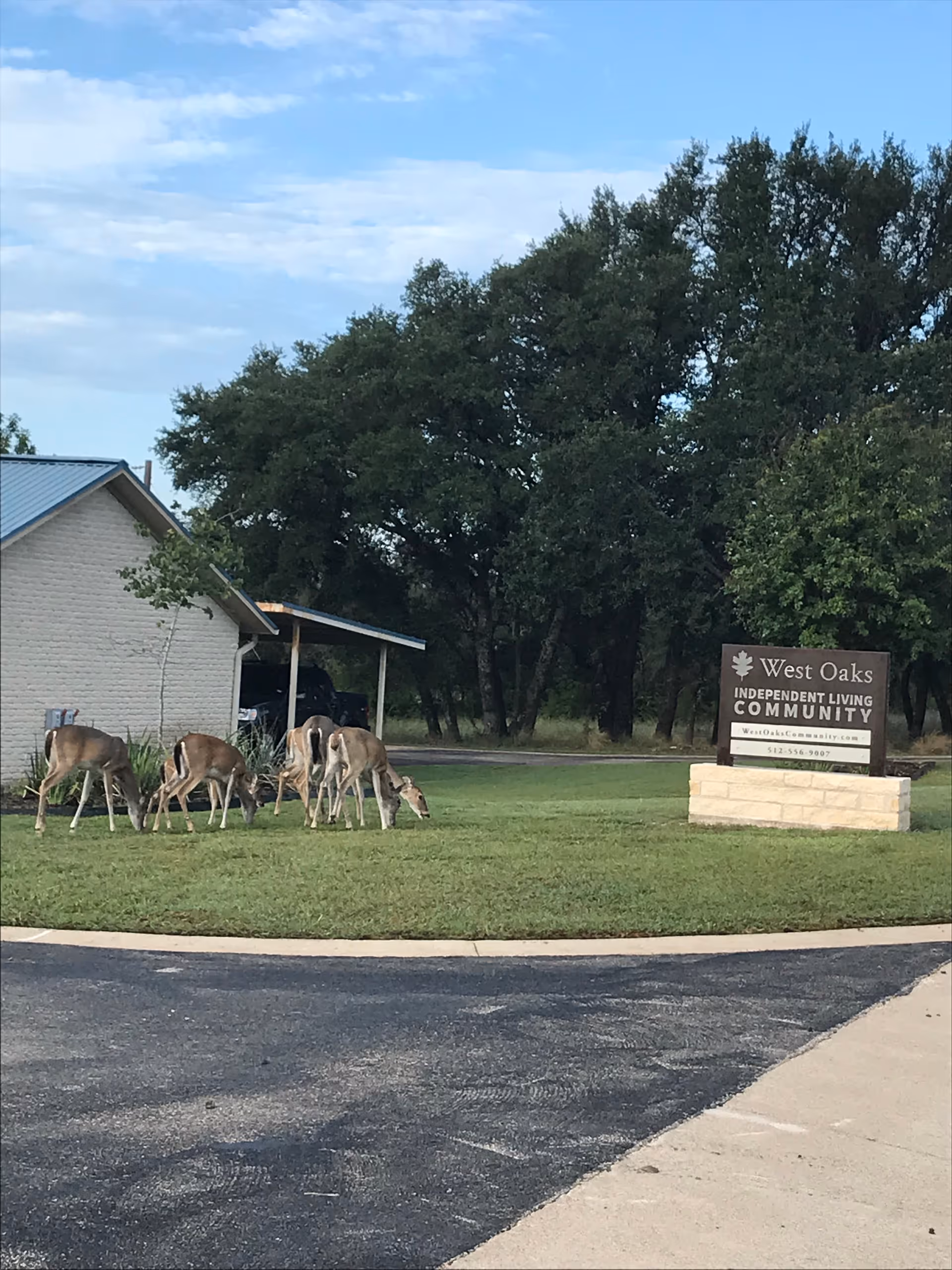 Several deer graze on the lawn near the entrance sign and building of the West Oaks Independent Living Community.