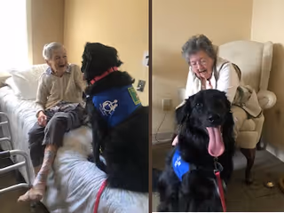 Two elderly women interacting happily with a large black therapy dog wearing a blue vest inside a cozy living room setting. One woman is sitting on a bed smiling at the dog, while the other woman is seated in an armchair, also smiling at the dog with its tongue out.