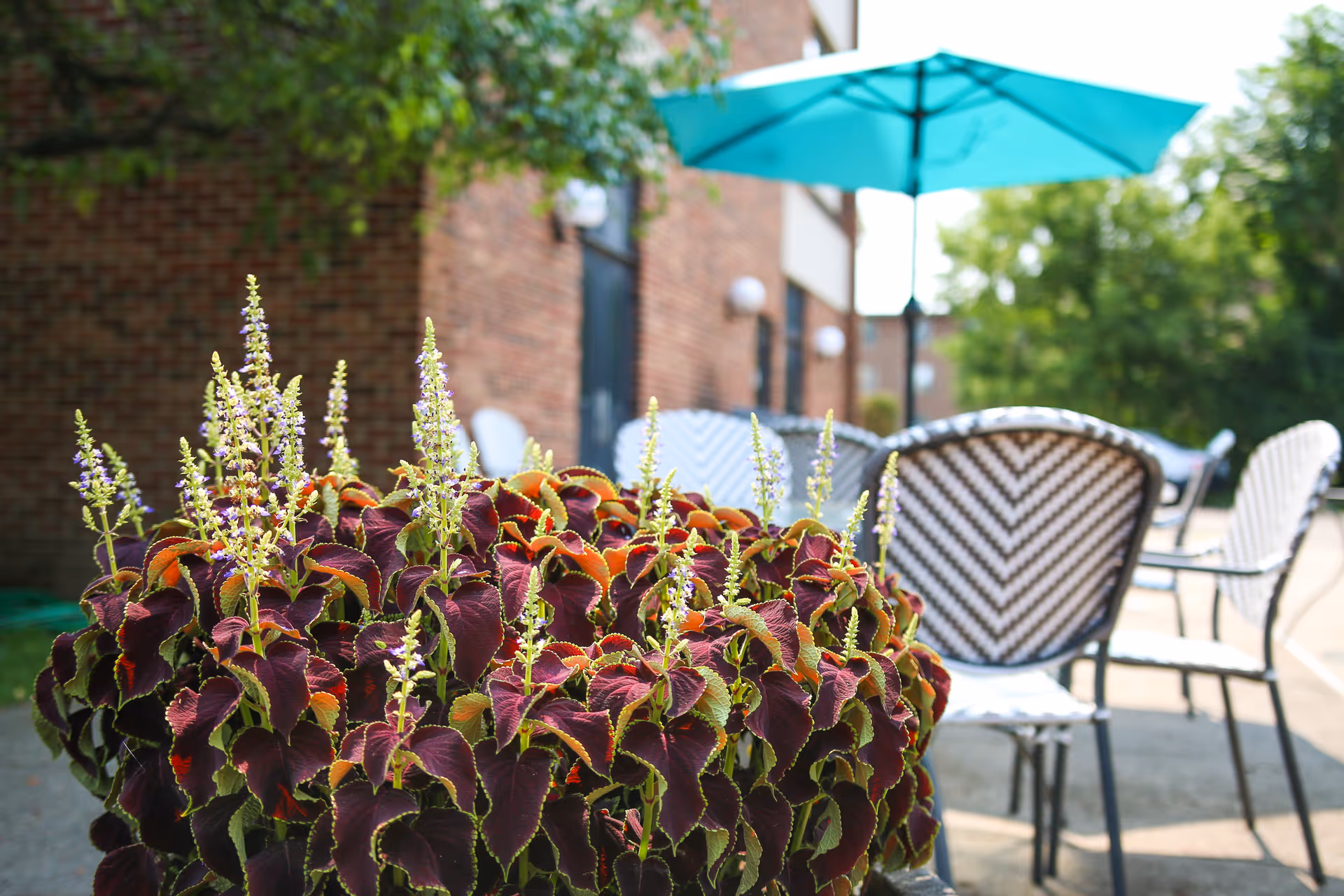 Outdoor patio area with a close-up of a flowering plant with purple and green leaves in the foreground. In the background, there are several chairs with patterned backs and a turquoise patio umbrella, next to a brick building and surrounded by greenery.