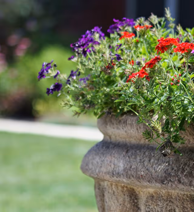 Close-up of a stone planter filled with vibrant purple and red flowers, with a blurred green lawn and garden in the background.