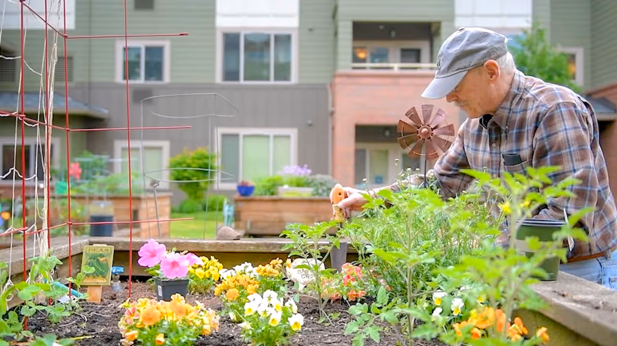 An elderly man wearing a plaid shirt and a gray cap is gardening in a raised garden bed filled with various colorful flowers and green plants. The background shows a residential building with windows and balconies.