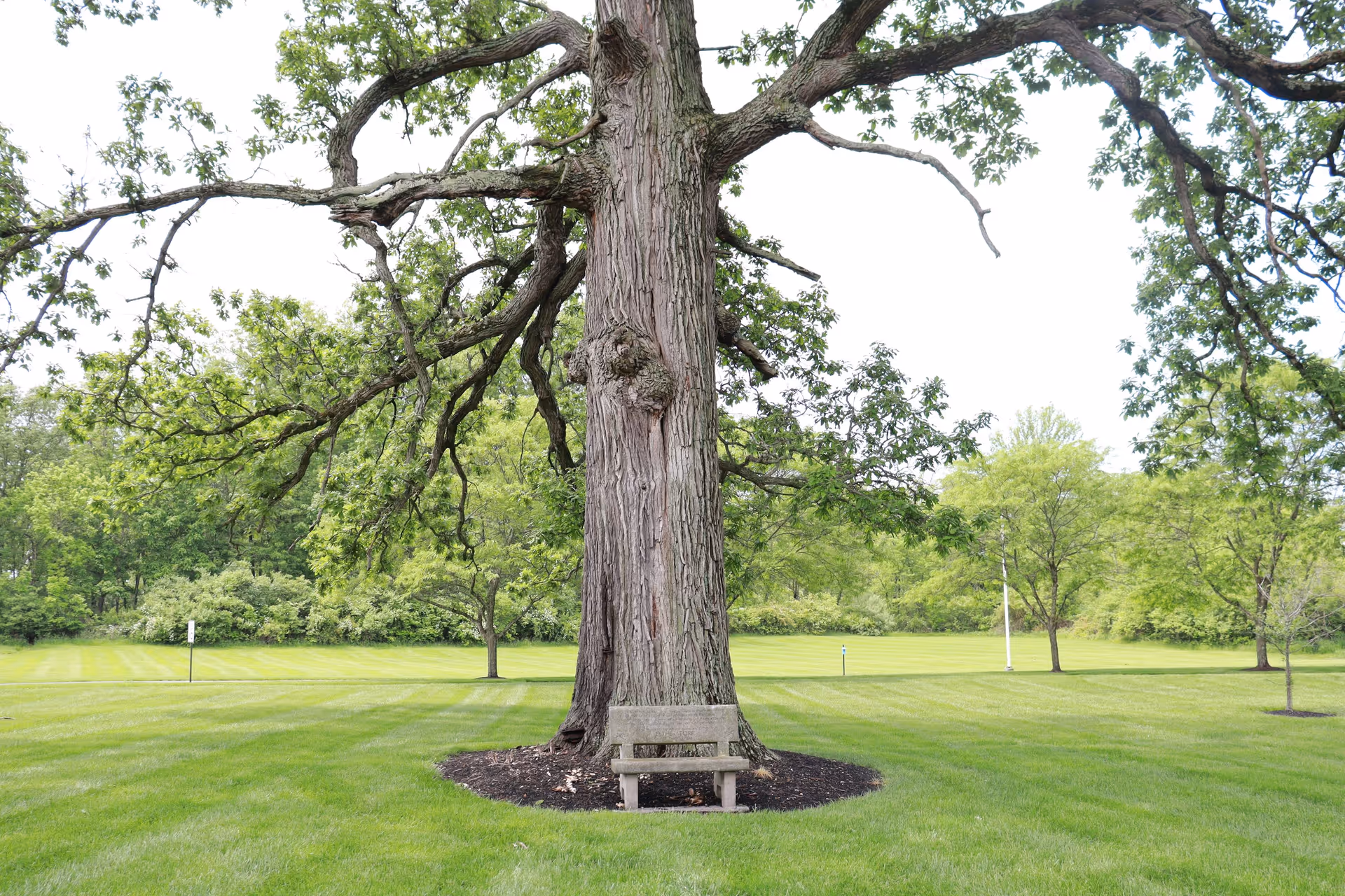 A large tree with thick branches and green leaves stands in the middle of a well-maintained grassy area. At the base of the tree, there is a small stone bench. The background shows more trees and a clear sky.