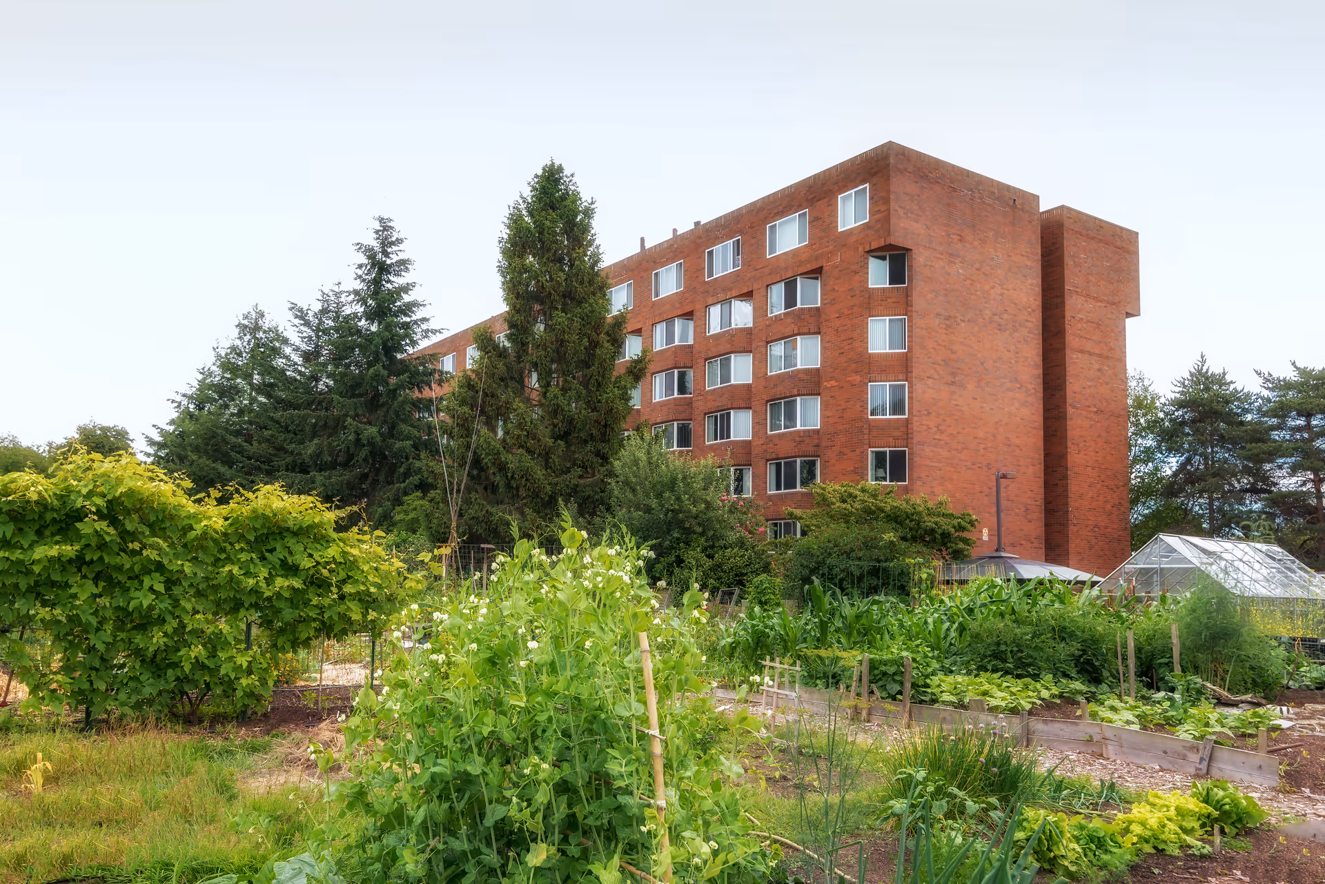 A multi-story brick building seen behind a lush community garden with raised beds and trees.