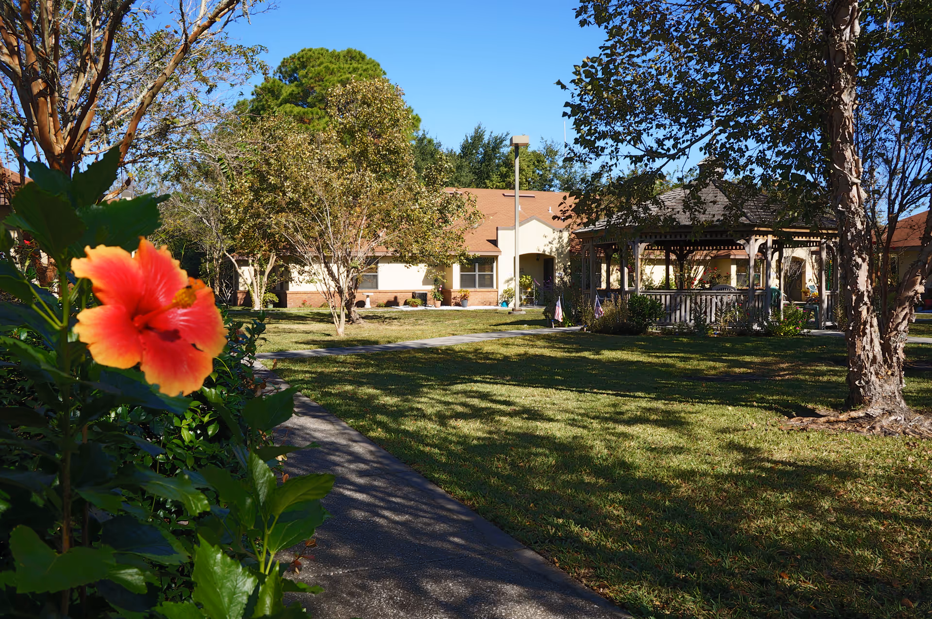 A sunny outdoor garden area at Taylor Manor featuring a blooming red and yellow hibiscus flower in the foreground, a paved walkway, several trees, a grassy lawn, a gazebo, and a building with a brown roof in the background under a clear blue sky.