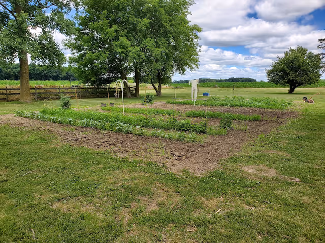 A vegetable garden with planted rows in a grassy yard, trees and a fence under a partly cloudy sky.