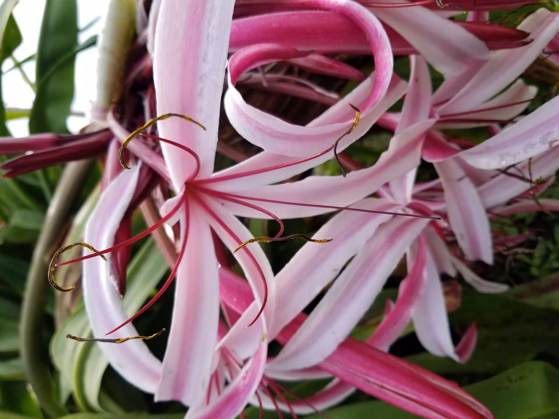 Close-up of pink and white tropical flowers with green leaves.