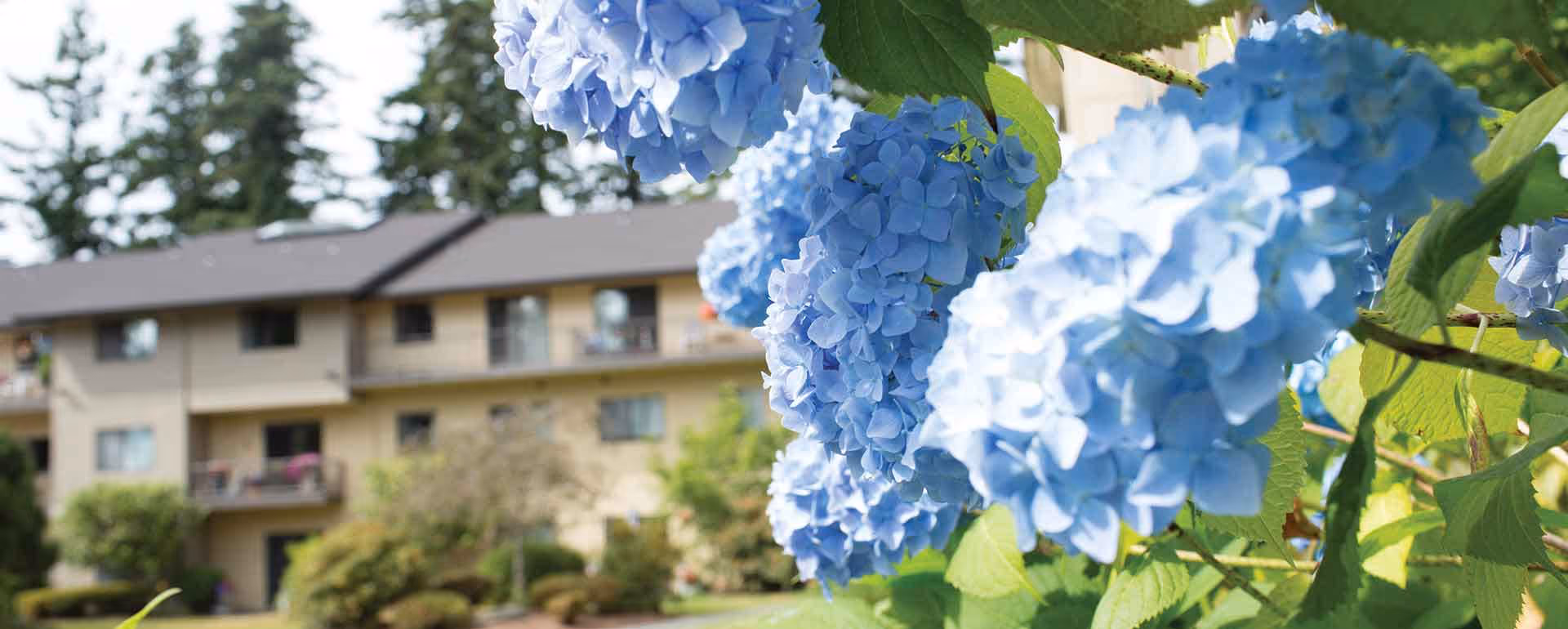 Close-up of blue hydrangea flowers with a multi-story residential building and greenery in the background.