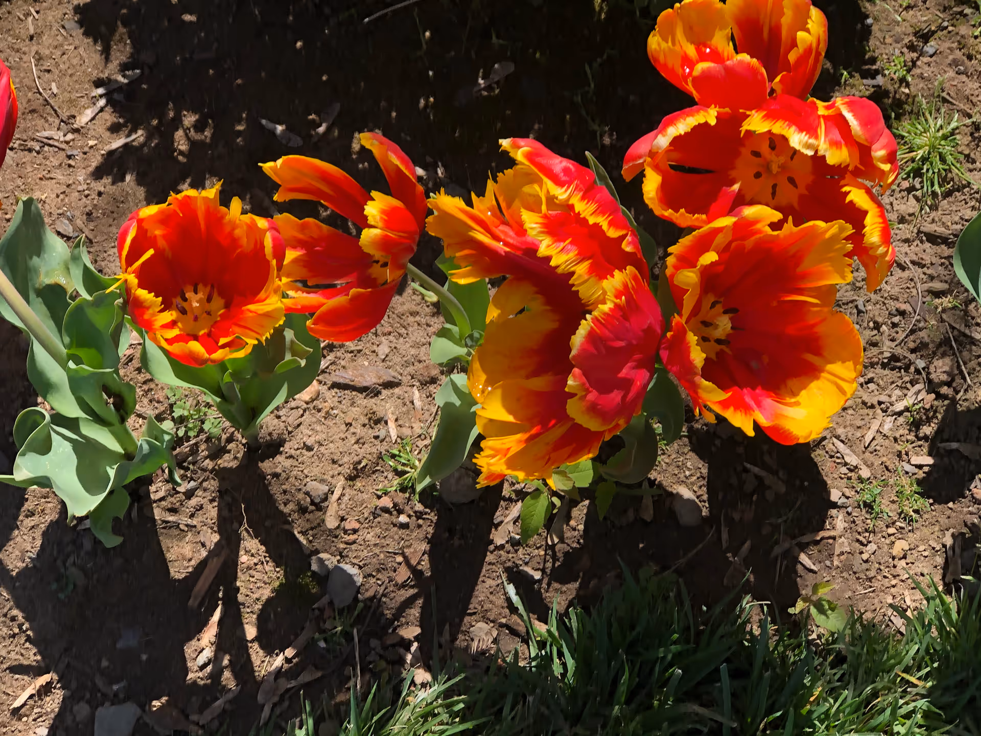 Close-up view of vibrant red and yellow tulips growing in soil with some green grass visible at the edge.
