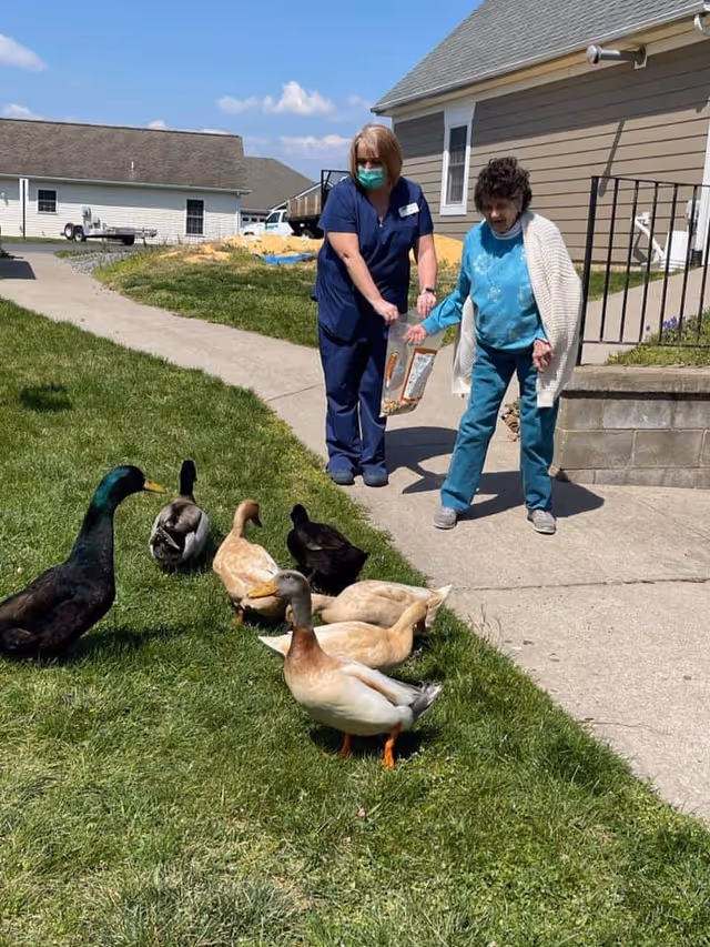 An elderly woman and a caregiver wearing a mask are outside near a building. The caregiver is holding a bag of food and they are feeding a group of ducks on the grass beside a concrete walkway.