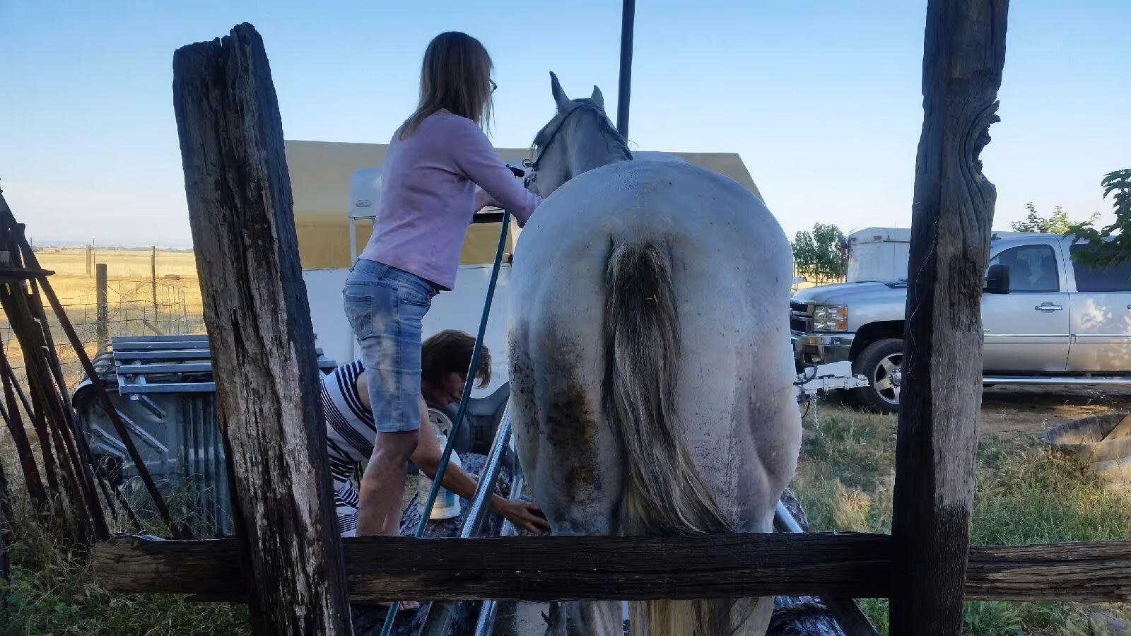 Two people attending to a white horse outdoors near a wooden fence, with a pickup truck and open field in the background.