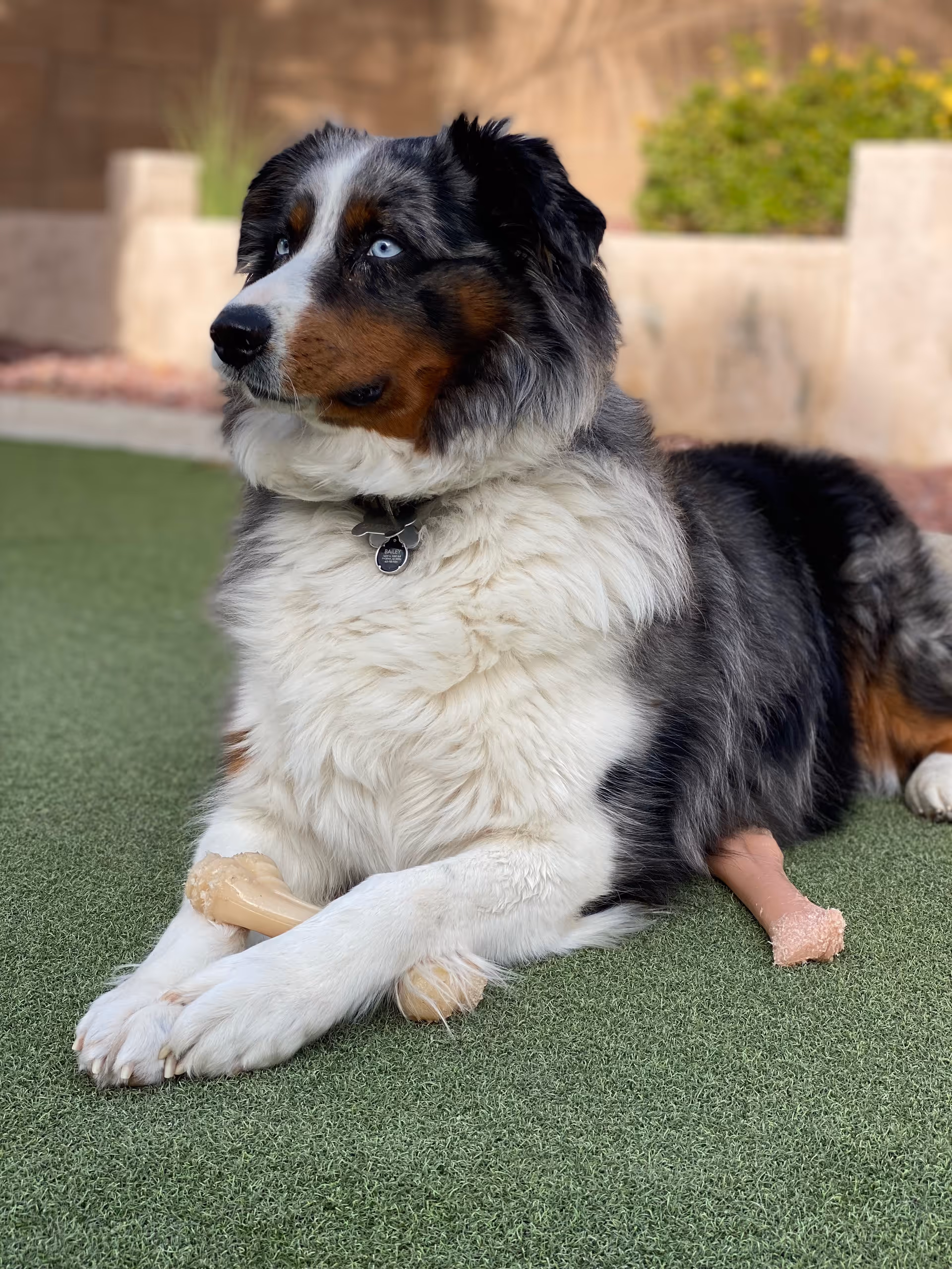 A large fluffy dog with black, white, and brown fur lying on green artificial grass outdoors, holding a bone-shaped chew toy between its front paws, with a second chew toy near its back leg and a blurred background of a beige wall and some plants.