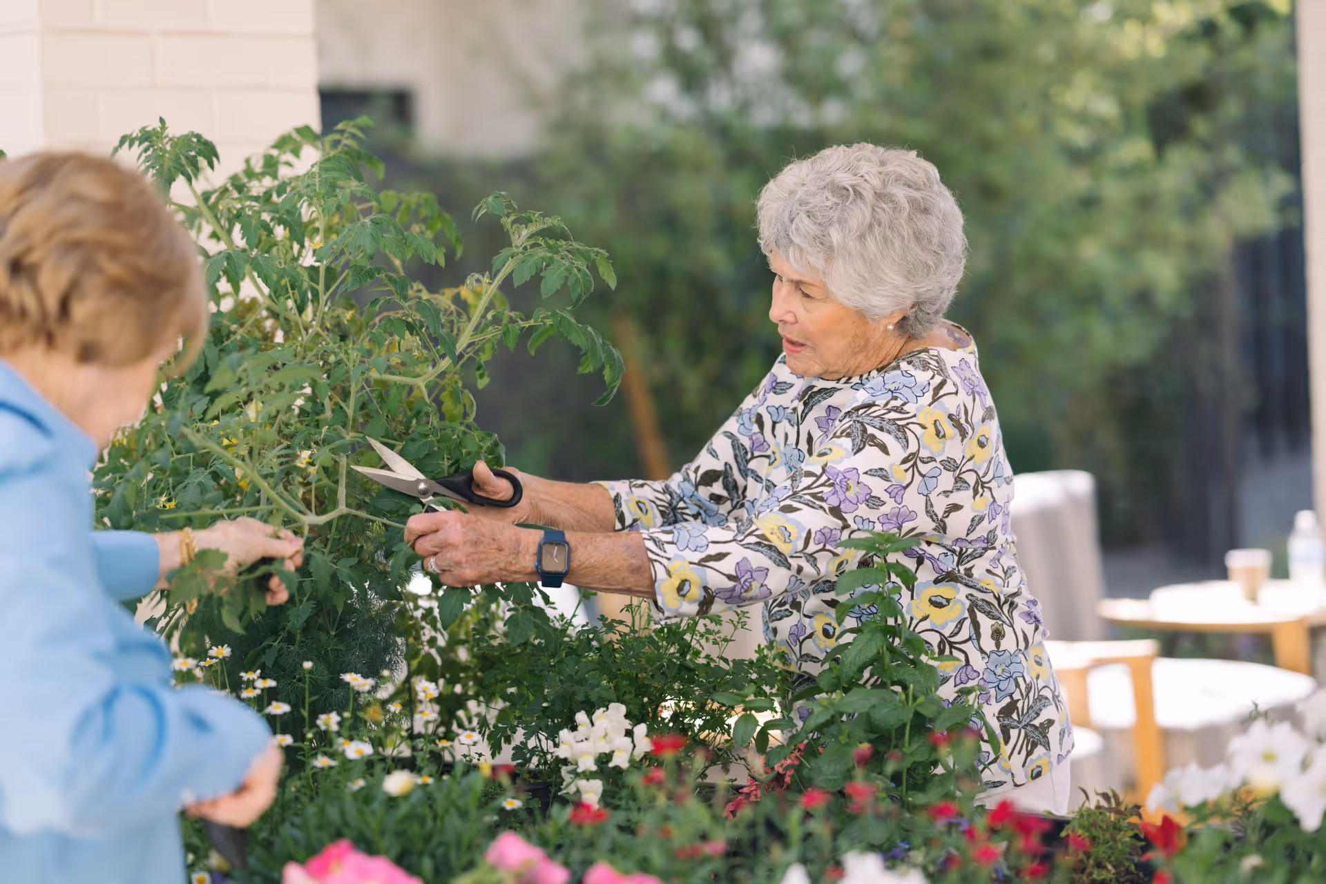 Two elderly women gardening outdoors, one of them using scissors to trim plants surrounded by various flowers and greenery.