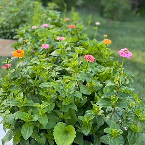 A lush planter of green foliage dotted with pink and orange zinnia-like flowers against a blurred grassy background.