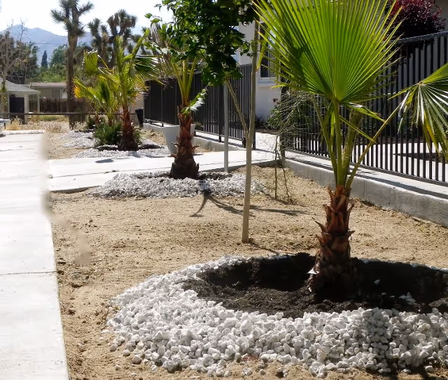 Outdoor garden area with small palm trees planted in circular beds surrounded by white rocks, adjacent to a paved walkway and a black metal fence.