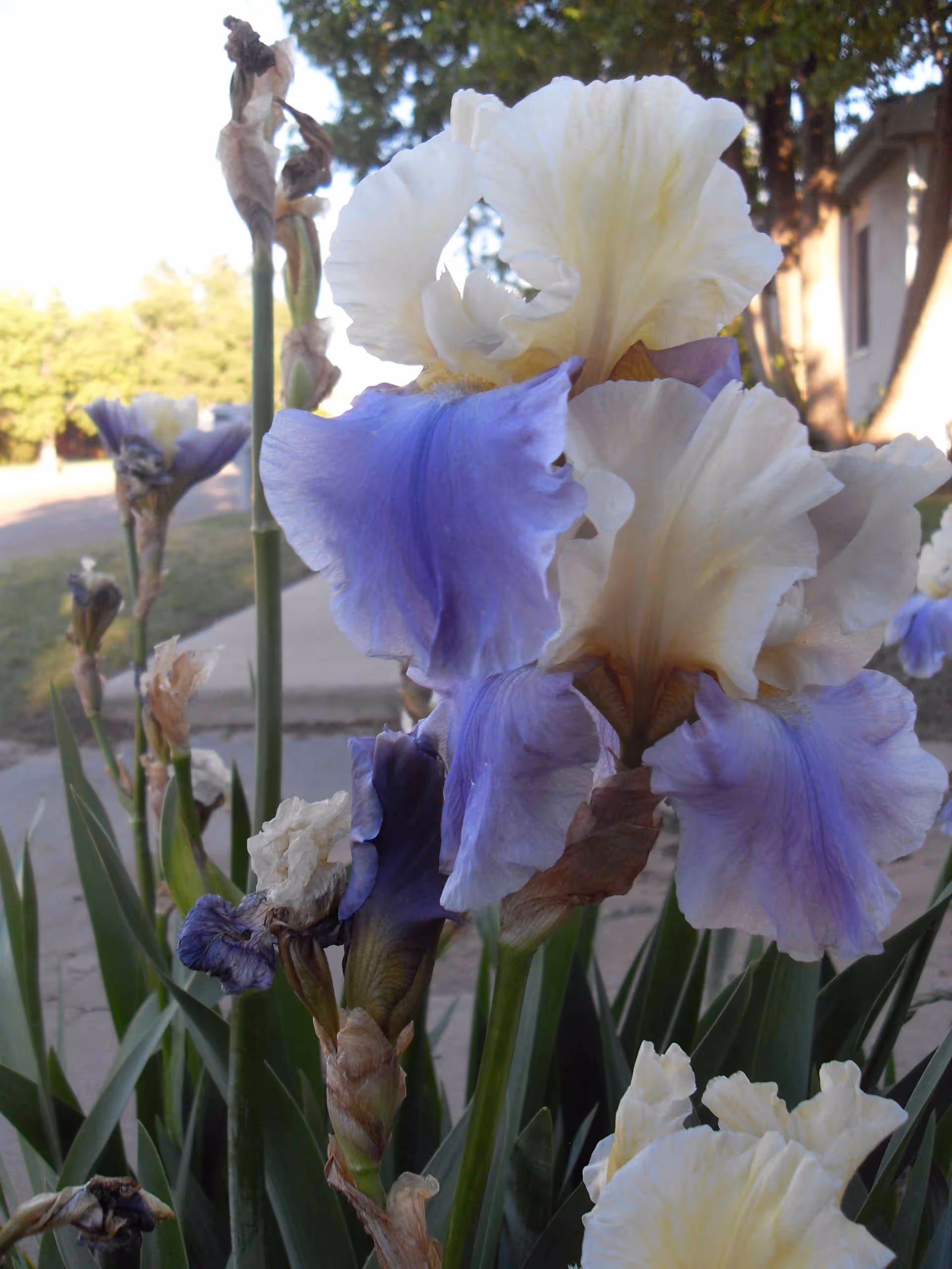Close-up of purple and white iris flowers blooming outdoors with green leaves and a sidewalk in the background.