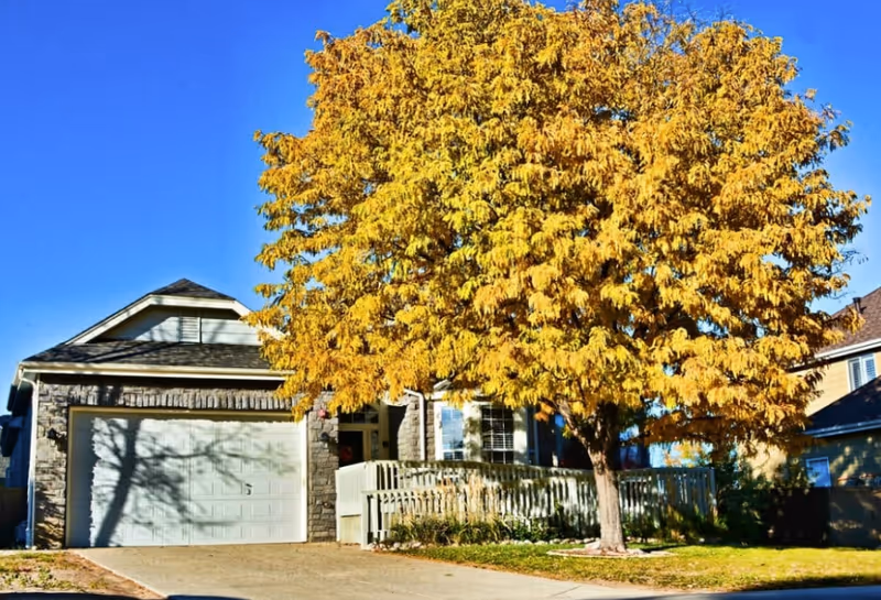 A residential house with a large tree in front displaying yellow autumn leaves. The house has a stone facade, a white garage door, and a small porch with a white railing. The sky is clear and blue.