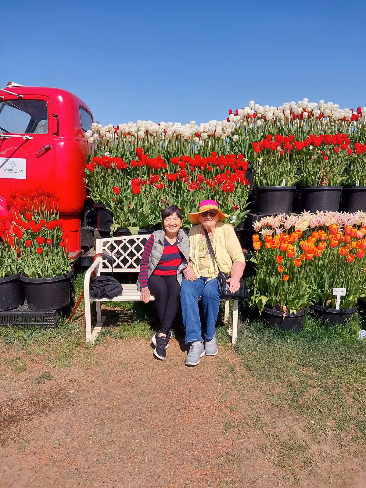 Two elderly women sitting on a white bench outdoors in front of a display of colorful tulips in pots. Behind the flowers is a red vintage truck with a sign that reads 'Wooden Shoe'. The sky is clear and blue.