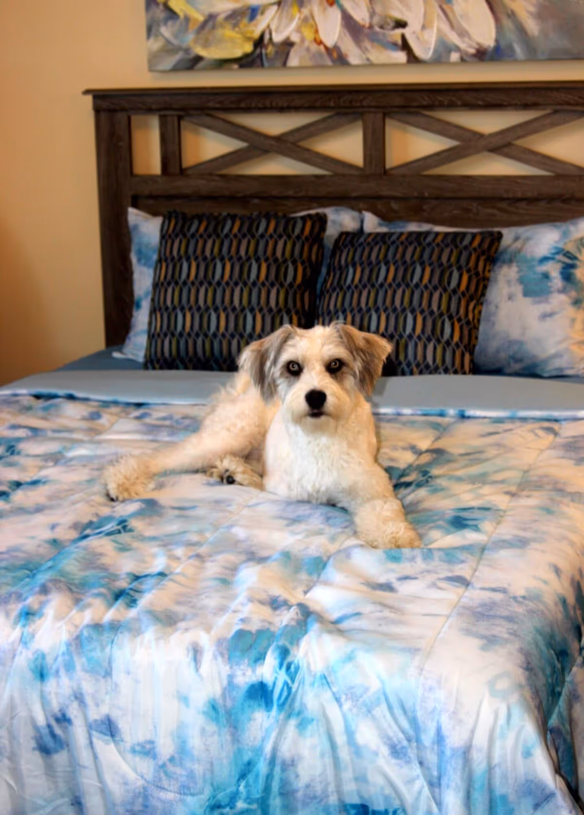 A small white and gray dog lying on a bed with a blue and white patterned comforter and dark decorative pillows against a wooden headboard.