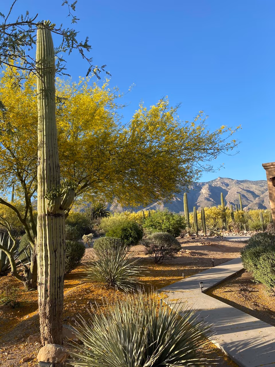 A sunny outdoor desert garden area with a paved walkway winding through various desert plants including tall cacti, bushes, and yellow-flowering trees. Mountains are visible in the background under a clear blue sky.