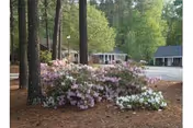 Pink and white azalea bushes under tall pine trees with single-story buildings visible in the background.