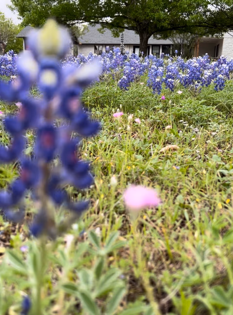 Close-up view of a field with blooming bluebonnet flowers and other wildflowers in front of a building partially visible in the background with trees providing shade.