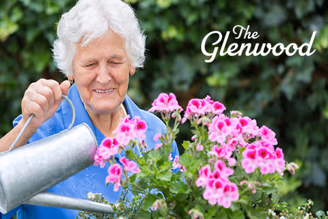 An elderly woman with white hair wearing a blue shirt is watering vibrant pink flowers in a garden with green foliage in the background.
