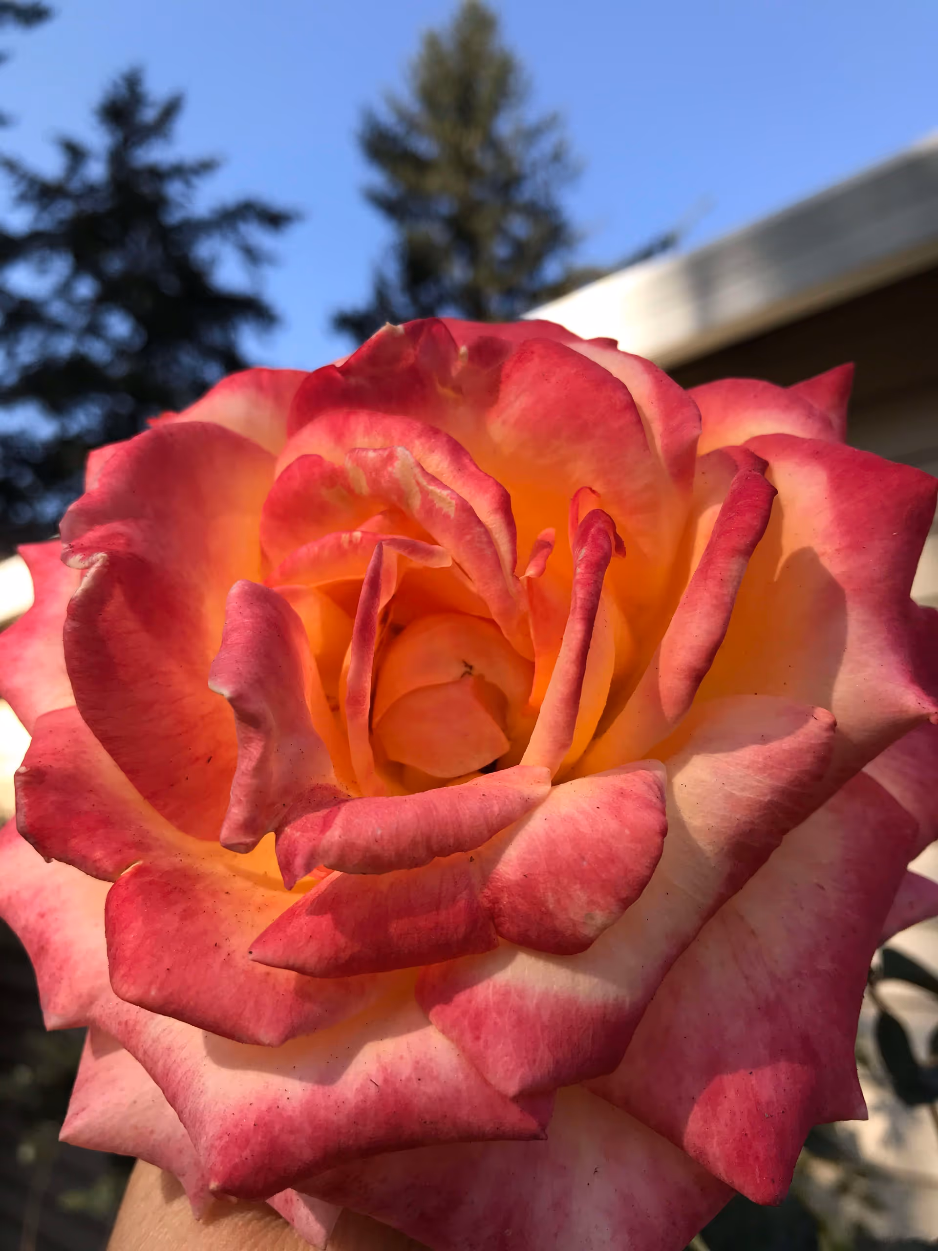 Close-up of a vibrant rose with pink and yellow petals held up against a clear blue sky and blurred background of trees and a building.