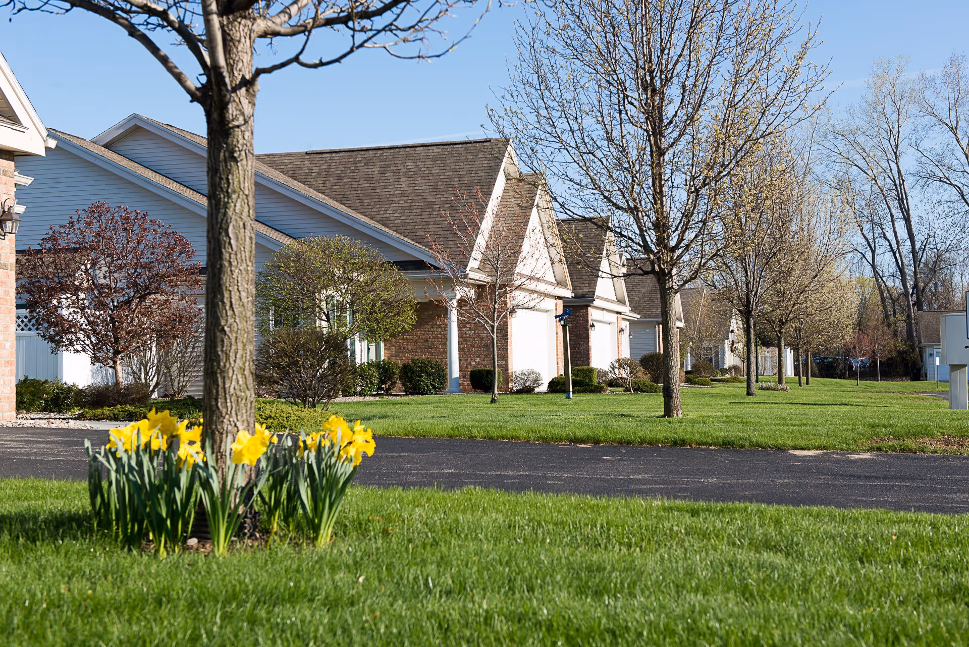 A row of single-story residential buildings with brick and siding exteriors, surrounded by green lawns, trees with budding leaves, and yellow daffodil flowers in the foreground under a clear blue sky.