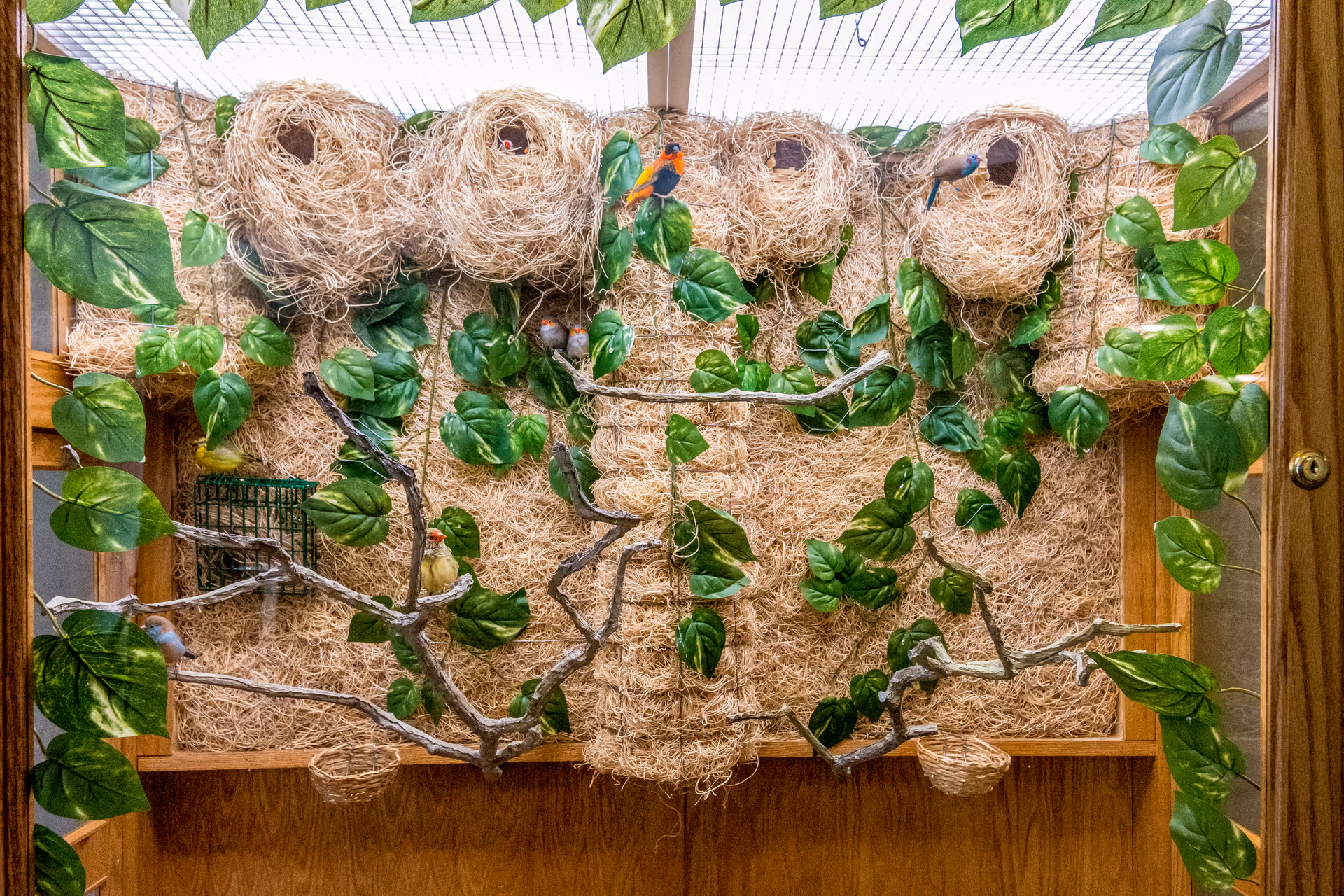An indoor bird habitat with multiple nests made of straw attached to a wall covered in artificial green leaves. Several small colorful birds are perched on the nests and branches inside the enclosure.