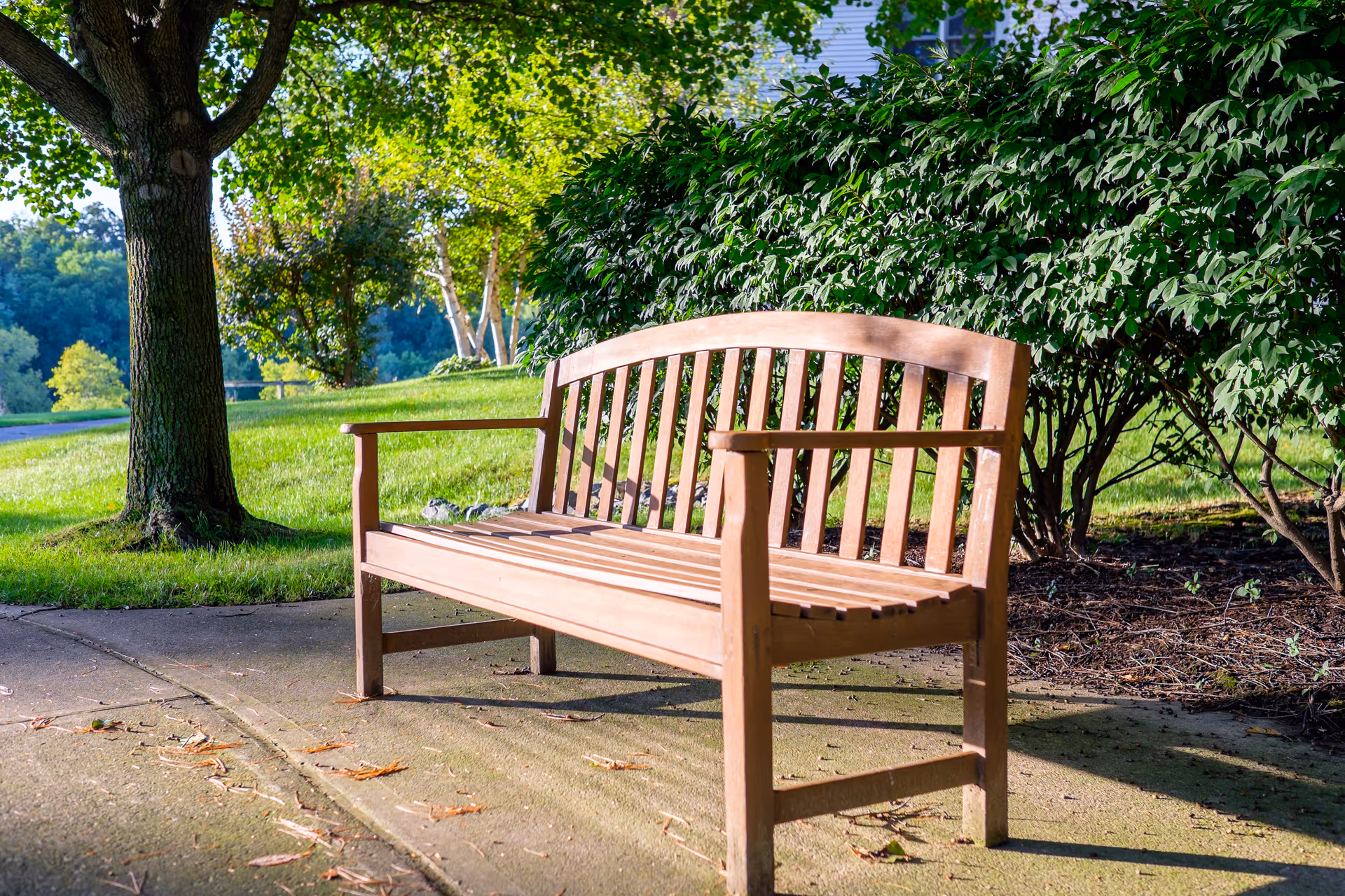 A wooden bench sits on a paved path under trees and beside shrubs in a sunny outdoor garden.