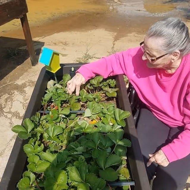 An elderly woman wearing glasses and a bright pink sweater tends to a raised garden bed filled with green leafy plants outdoors on a sunny day.
