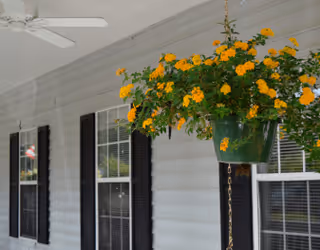 A hanging green planter filled with vibrant yellow flowers is suspended in front of a white exterior wall with black window shutters and two windows. A white ceiling fan is visible above the planter.