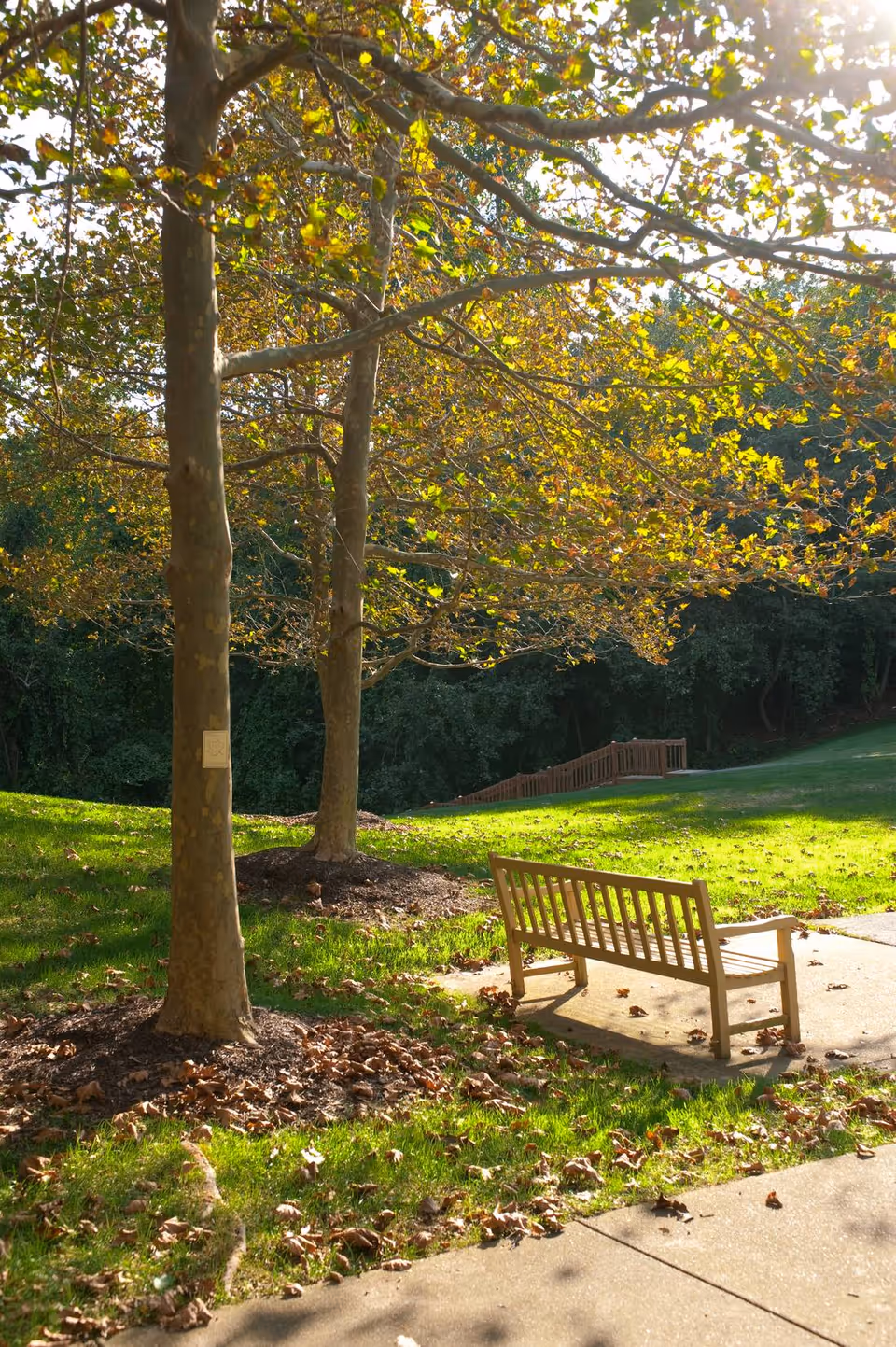 Sunlit outdoor area with a wooden bench under trees on a grassy lawn.