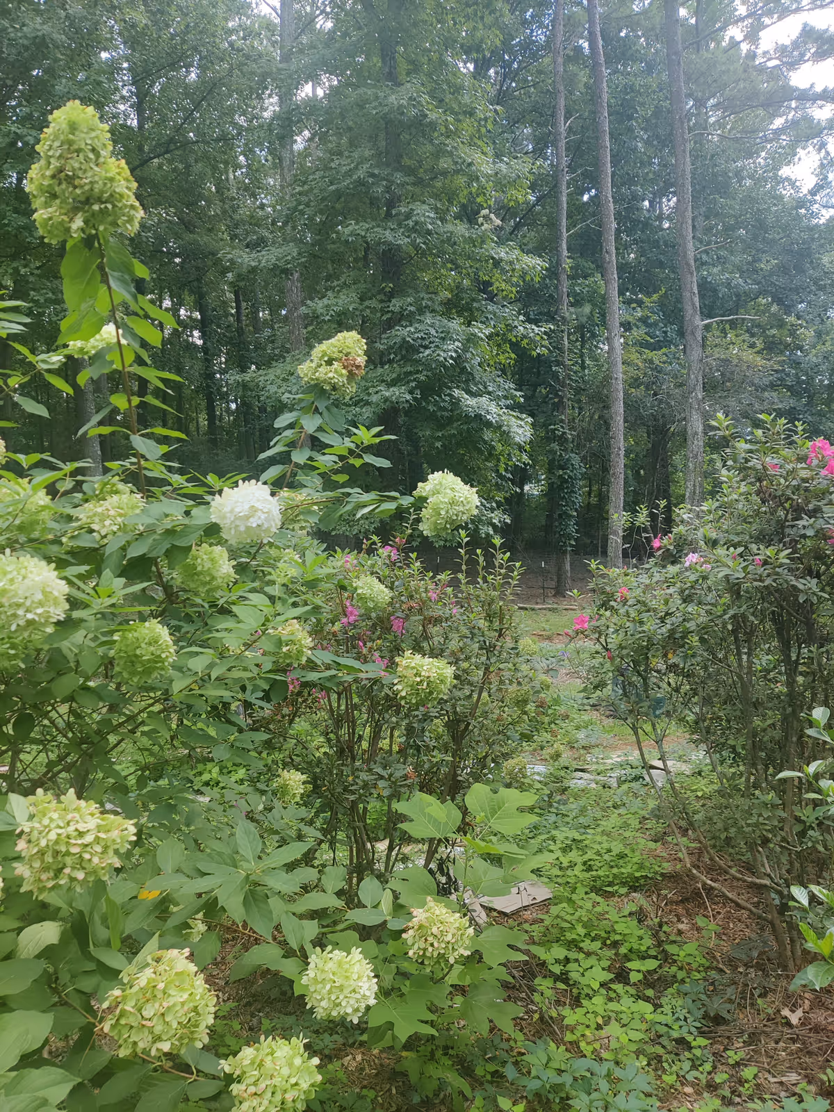 A lush garden area with green leafy plants and blooming flowers, including white and pink blossoms, surrounded by tall trees in the background.