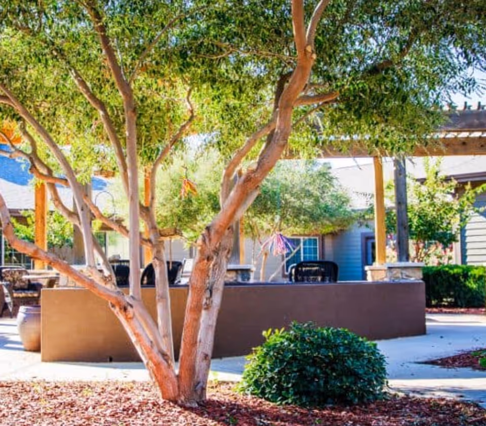 Outdoor seating area with a large tree in the foreground, surrounded by landscaping with mulch and bushes. There are chairs and tables under a wooden pergola structure, with buildings visible in the background.