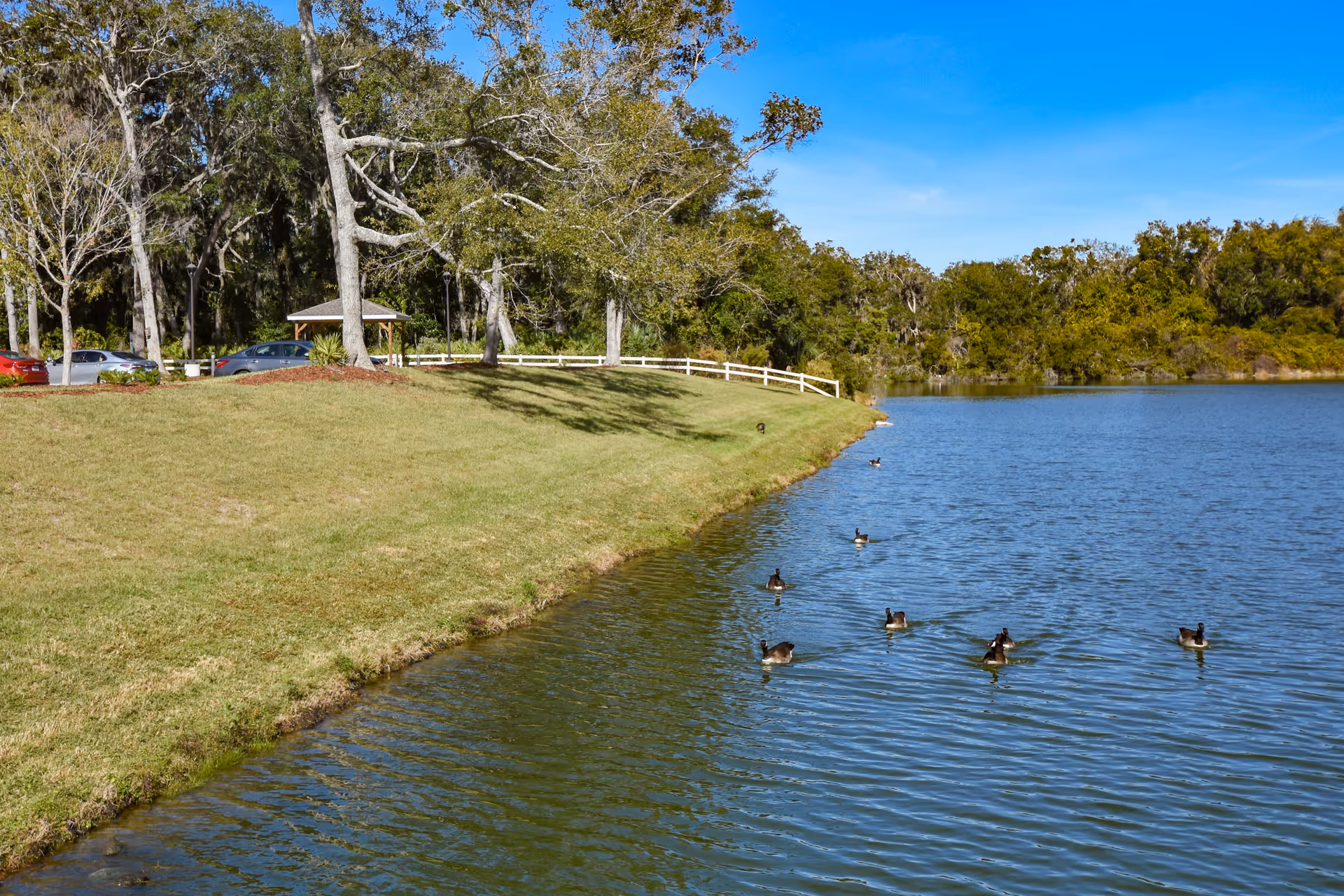 Grassy lakeside with trees, a small gazebo and parked cars in the background and ducks swimming on the water.