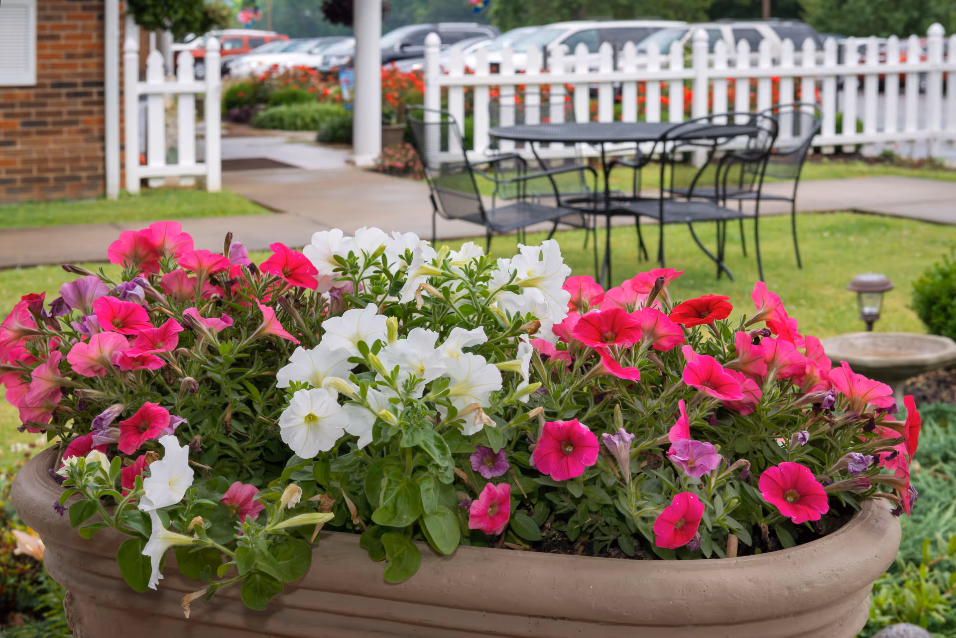 A large planter filled with vibrant pink, white, and purple petunias in a garden area. In the background, there is a white picket fence, a black metal table with four matching chairs on a grassy lawn, a brick building corner, and a parking lot with several cars.